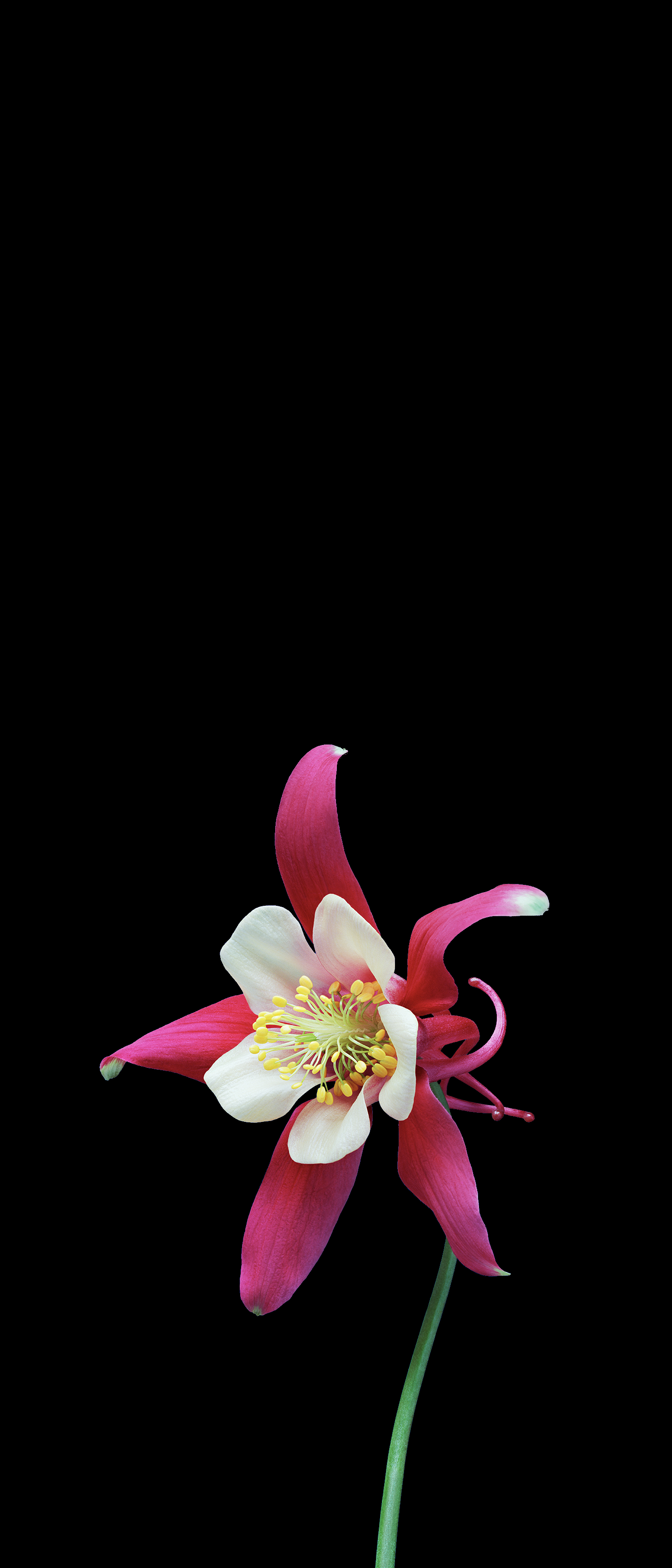 A collection of flower wallpaper from ios ; all > [1080x2520] (21:9)