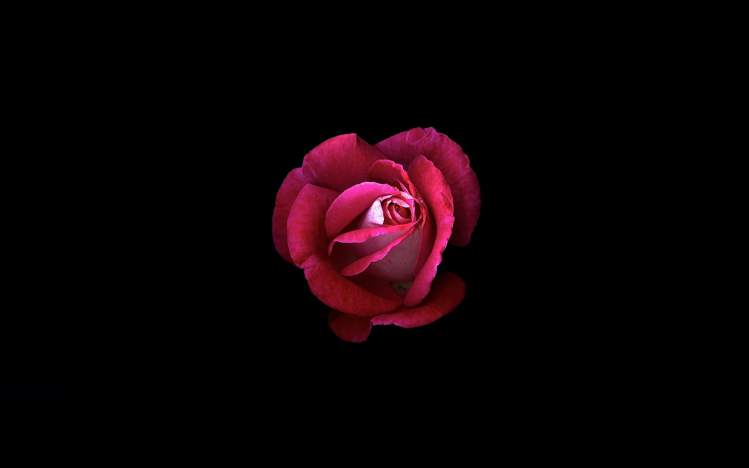 Red Rose Dark Oled, HD Flowers, 4k .hdqwalls.com