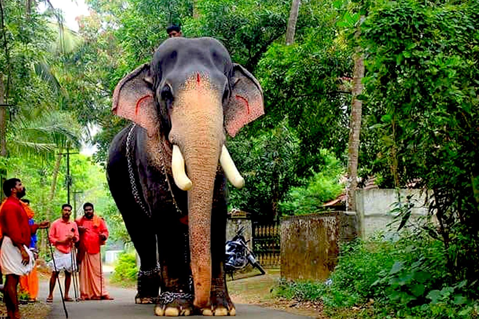 Kerala Elephant HD Wallpaper