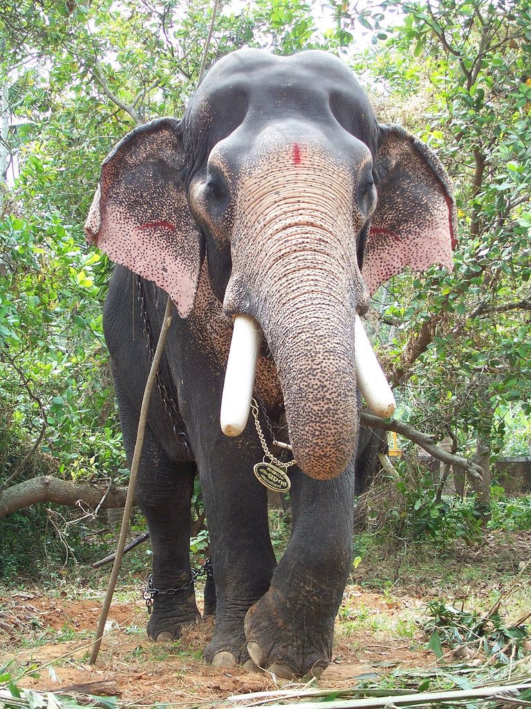 Kerala Elephant Front View .teahub.io