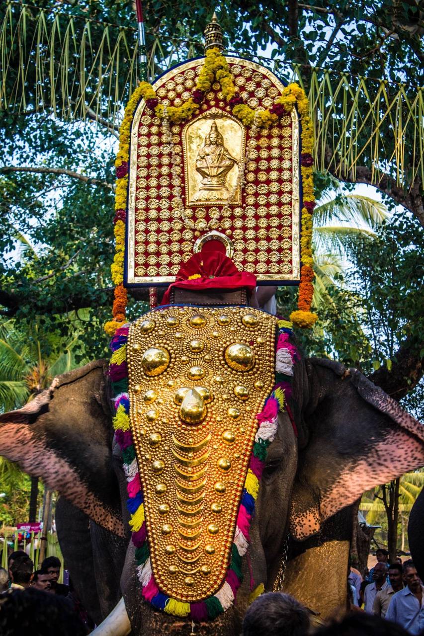 Kerala elephant wallpaper by Srj24 .zedge.net