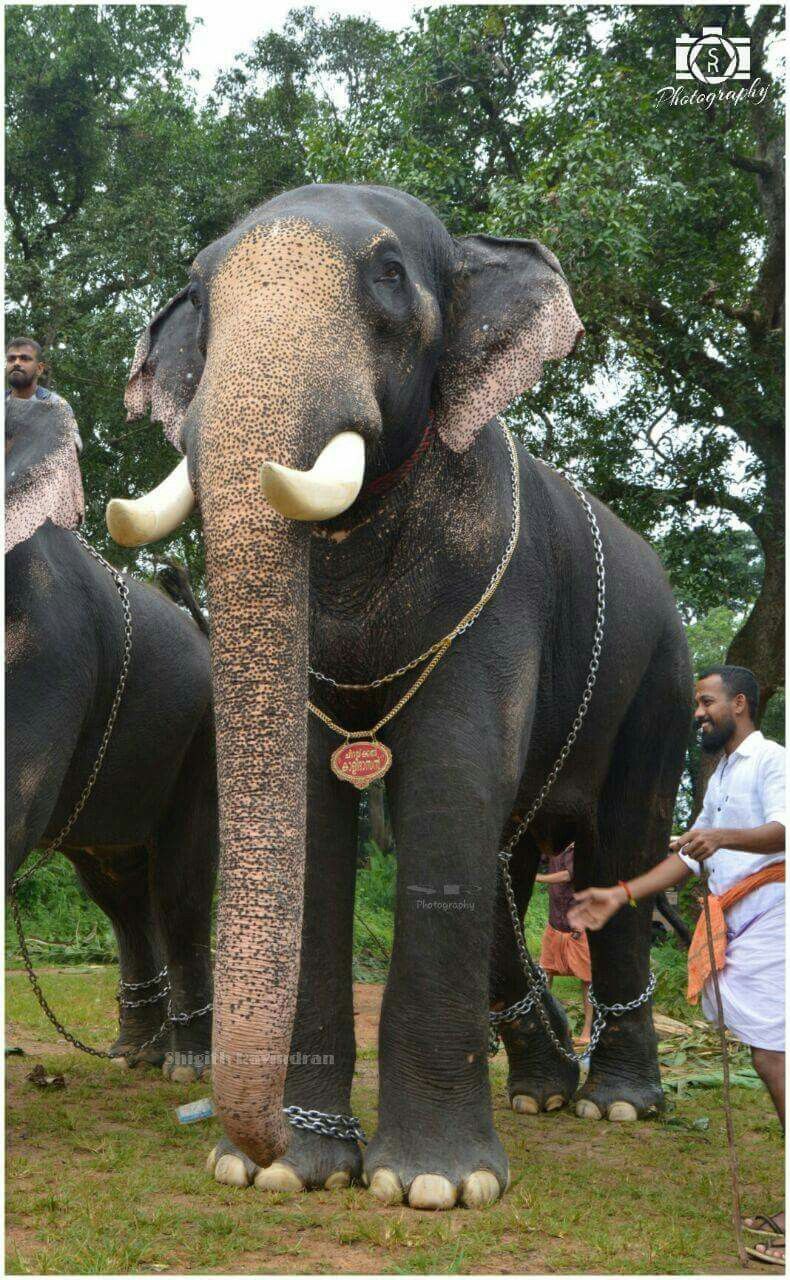 Chirakkal Kalidasan Elephant .itl.cat