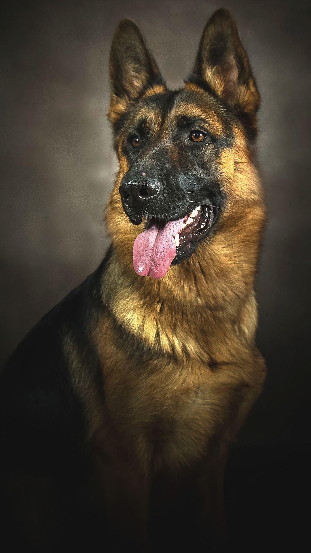German Shepherd iPhone Wallpaper .wallpaperaccess.com