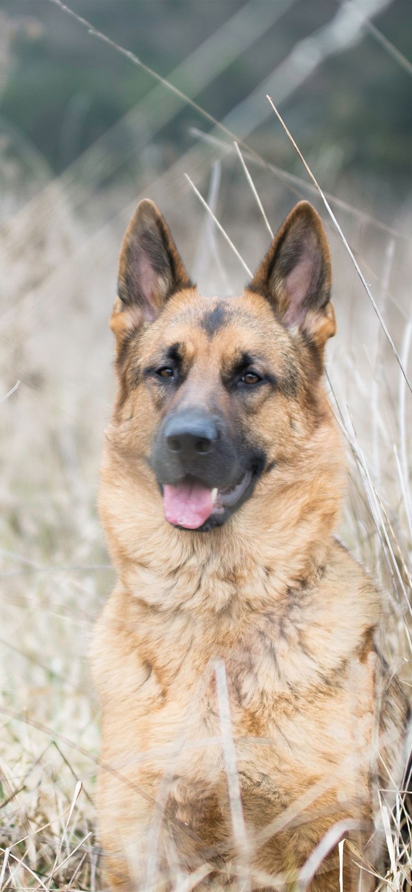 German Shepherd, Grass, Animal Close Up .best Wallpaper.net