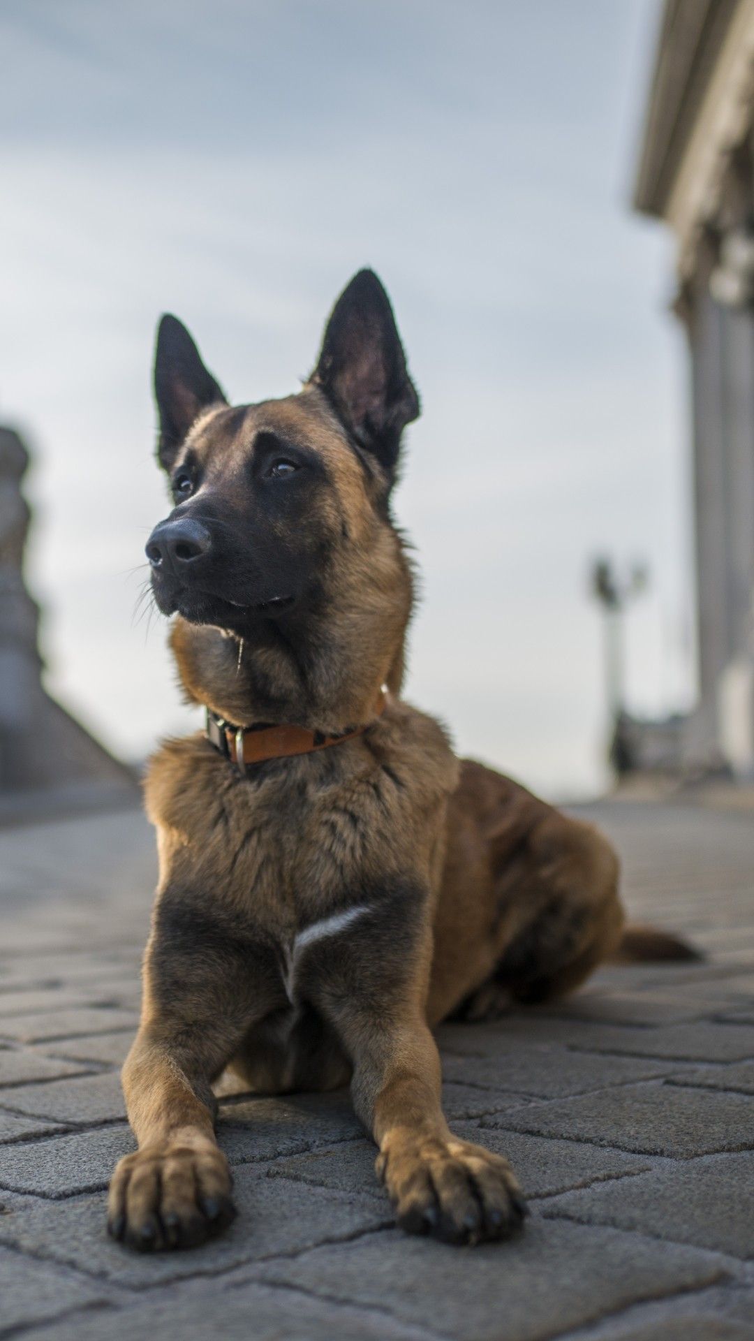 Animal German Shepherd Dogs Dog Depth .teahub.io