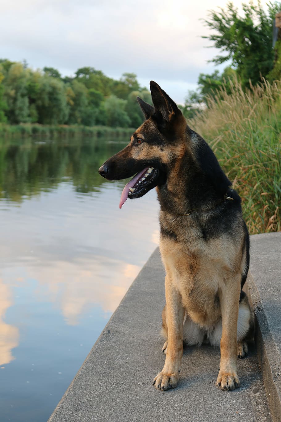 Adult Black And Tan German Shepherd .wallpapertip.com