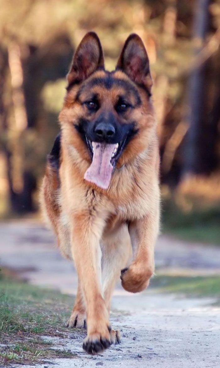 German Shepherd Dog Wallpaper and .apkpure.com