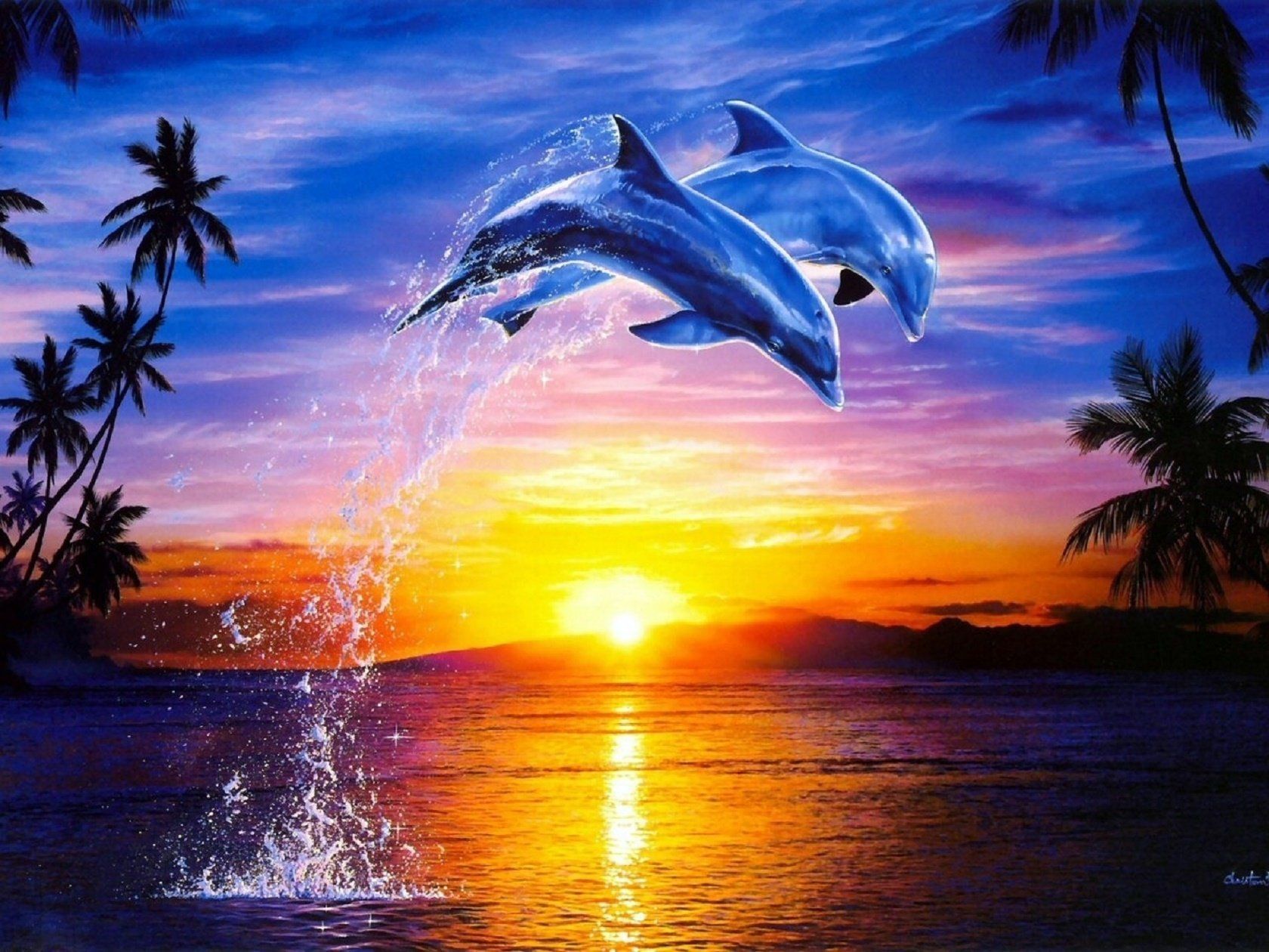16++ Sunset Dolphin Wallpapers