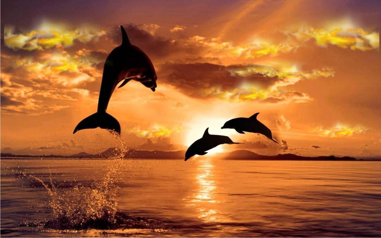 Dolphin Sunset Wallpaper Free .wallpaperaccess.com