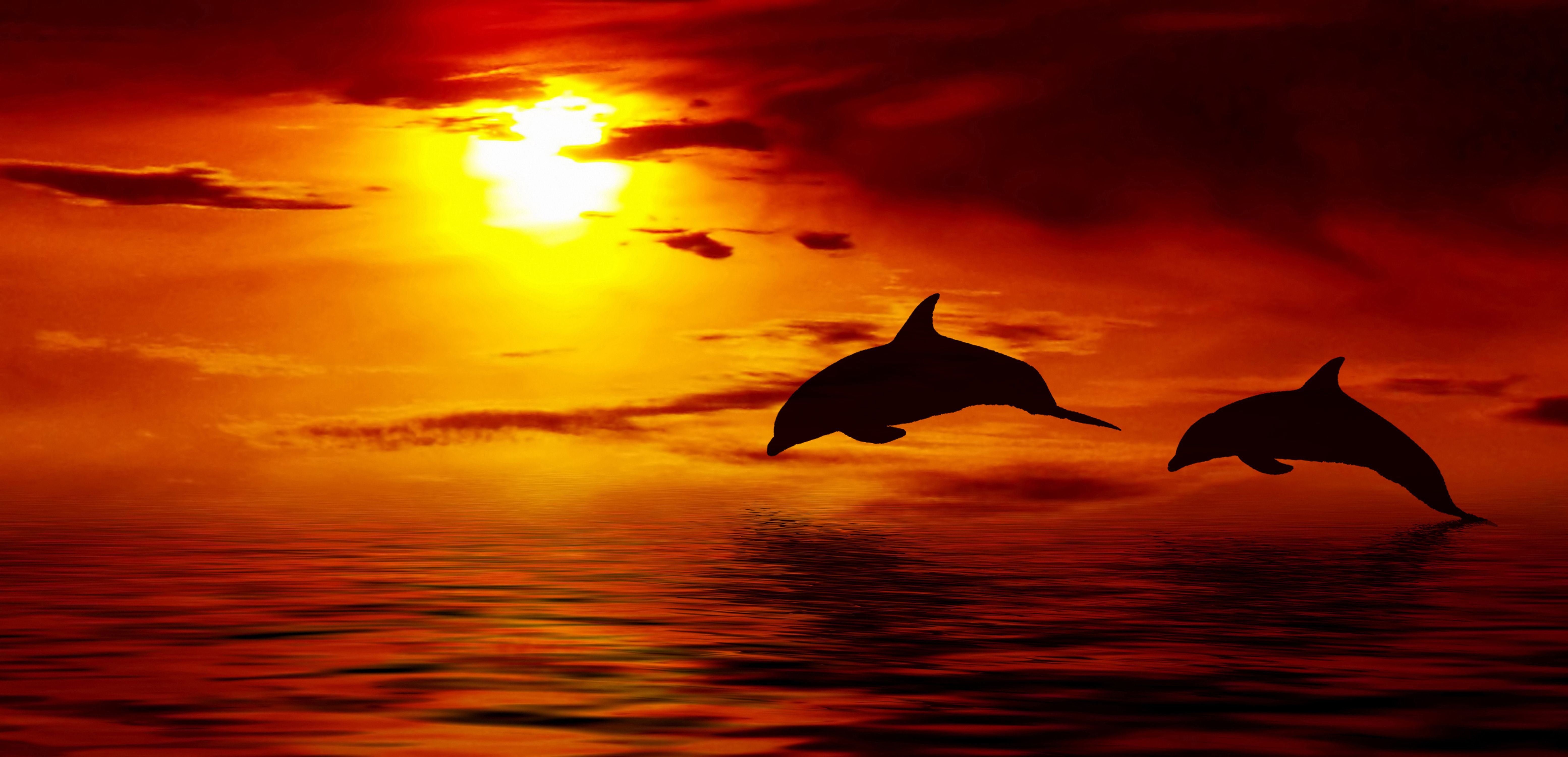 Wallpaper Dolphin Sunset .com