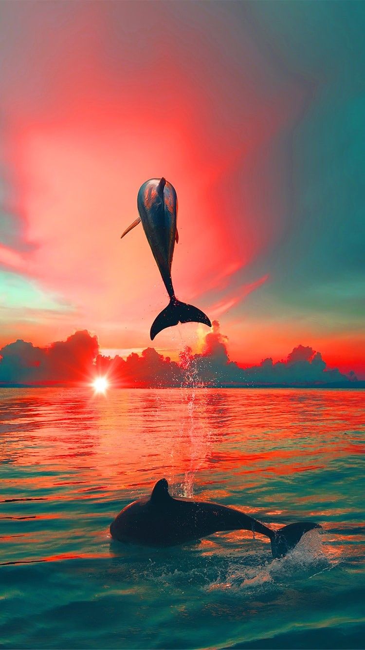 Premium Photo  Dolphins jumping out of the water at sunset