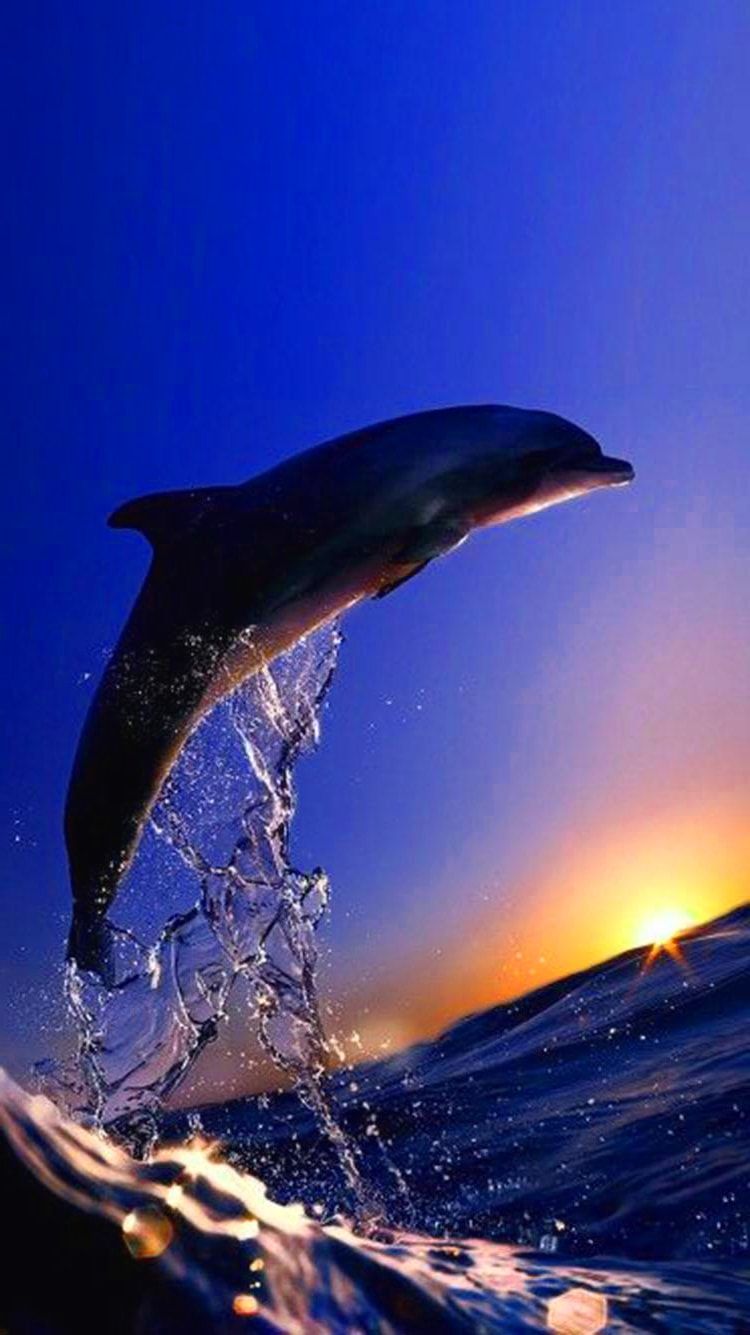 Sunset Dolphin Wallpaper .kolpaper.com