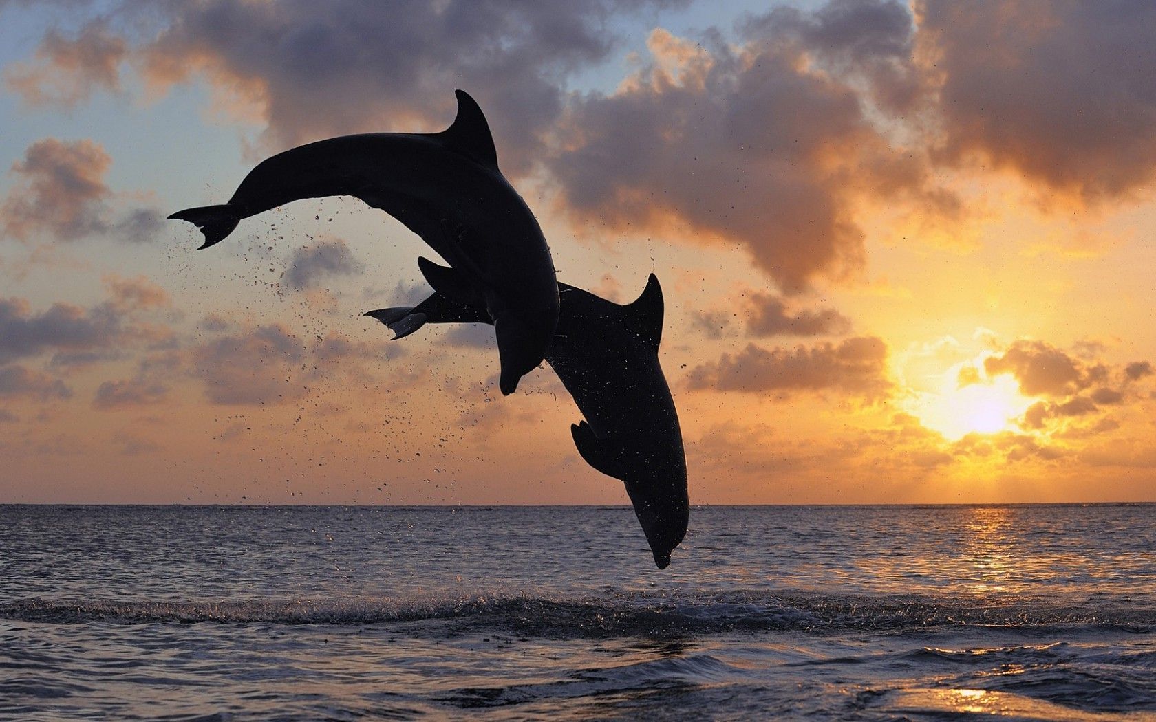 animals, Dolphin, Sea, Sunset .wallup.net