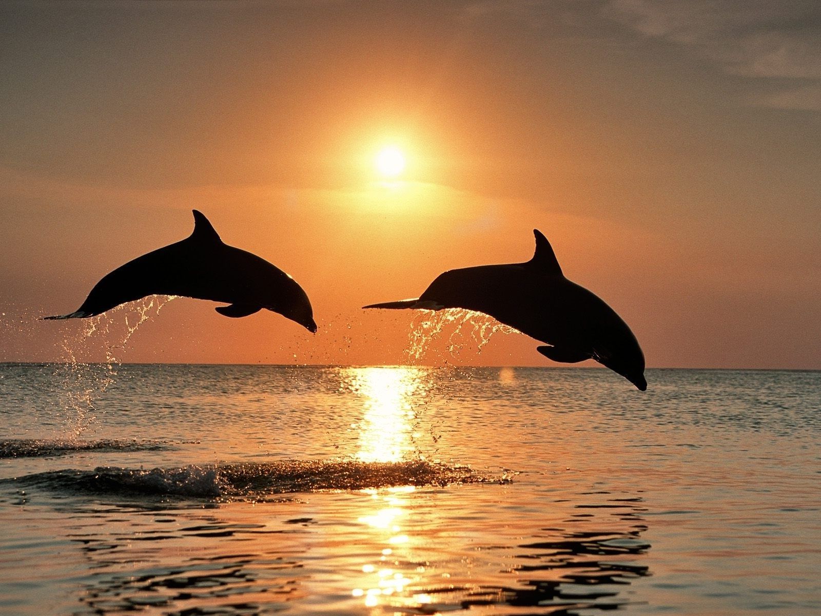 dolphins. Delfini, Tramonti .com