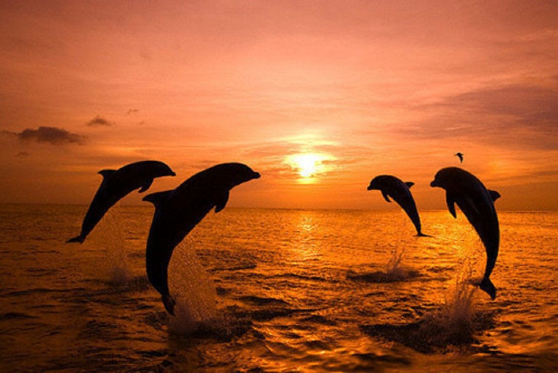 Free download dolphins sunset wallpaper .wallpaperafari.com