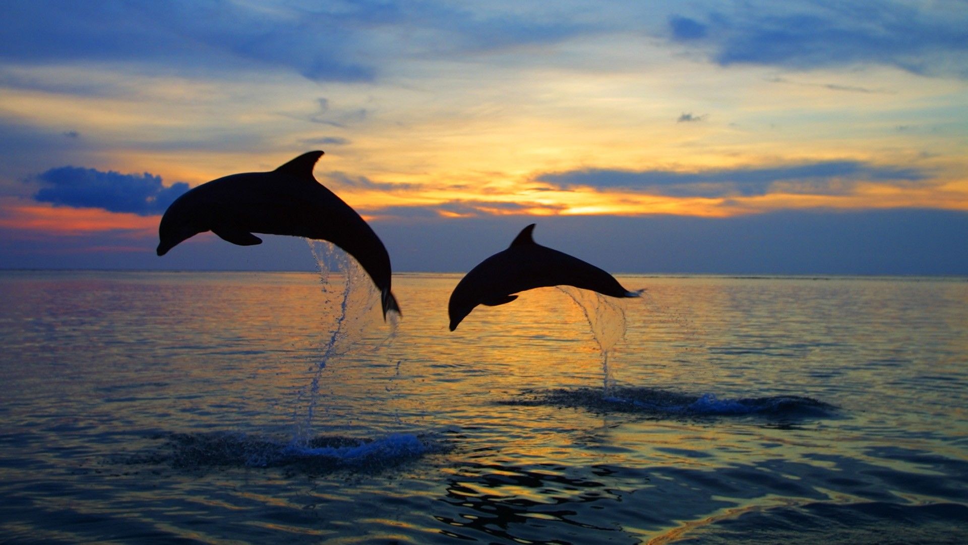 Dolphins Jumping In Sunset -themes.com