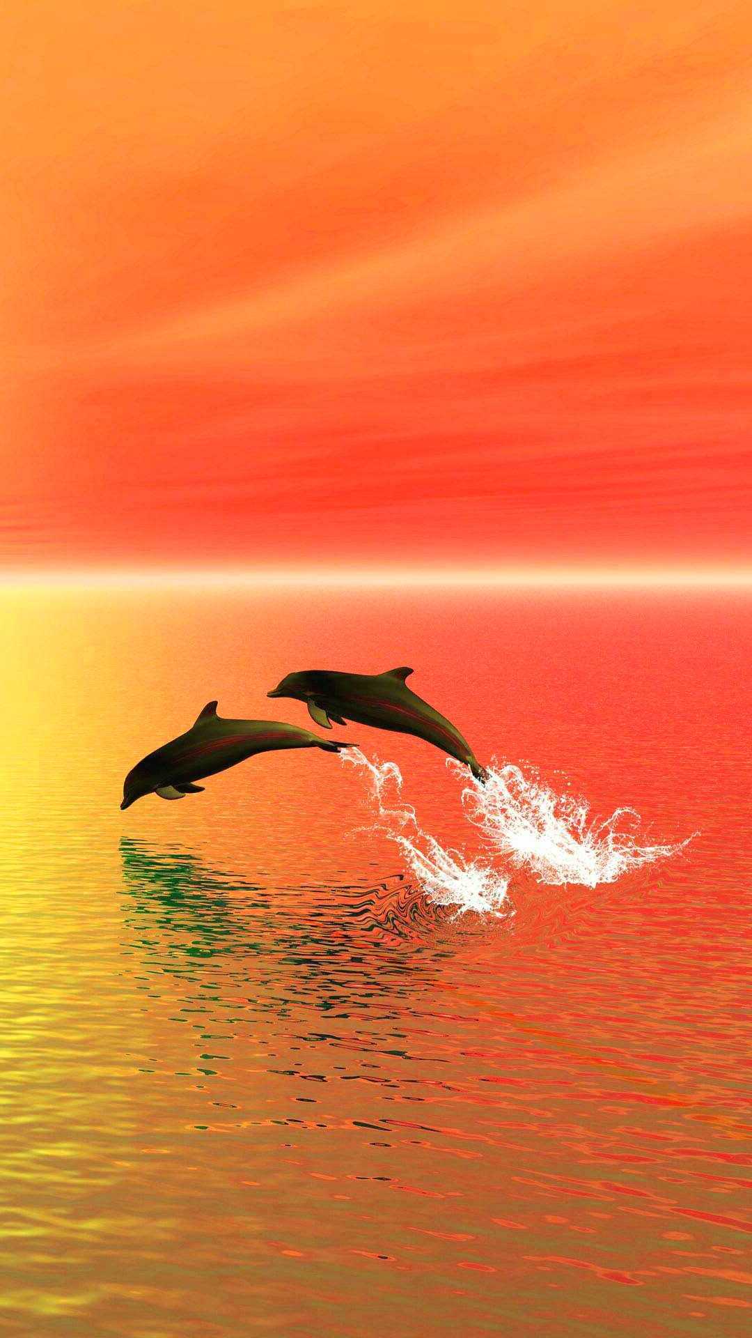 Sunset Dolphin Wallpaper