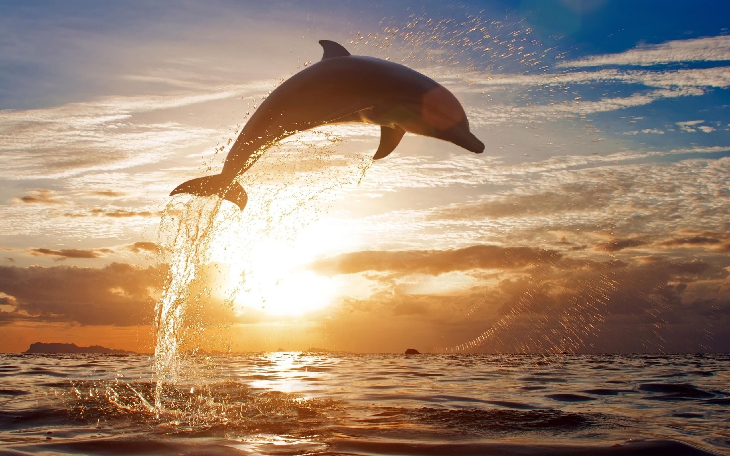 Purple Dolphins Jumping Sunset .line.17qq.com