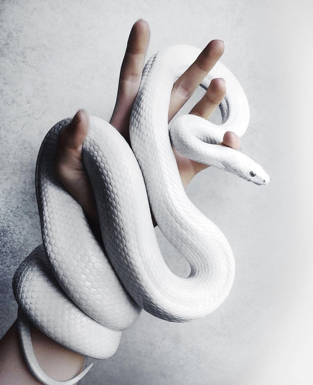 White Snake. Cute reptiles, Pet snake .com