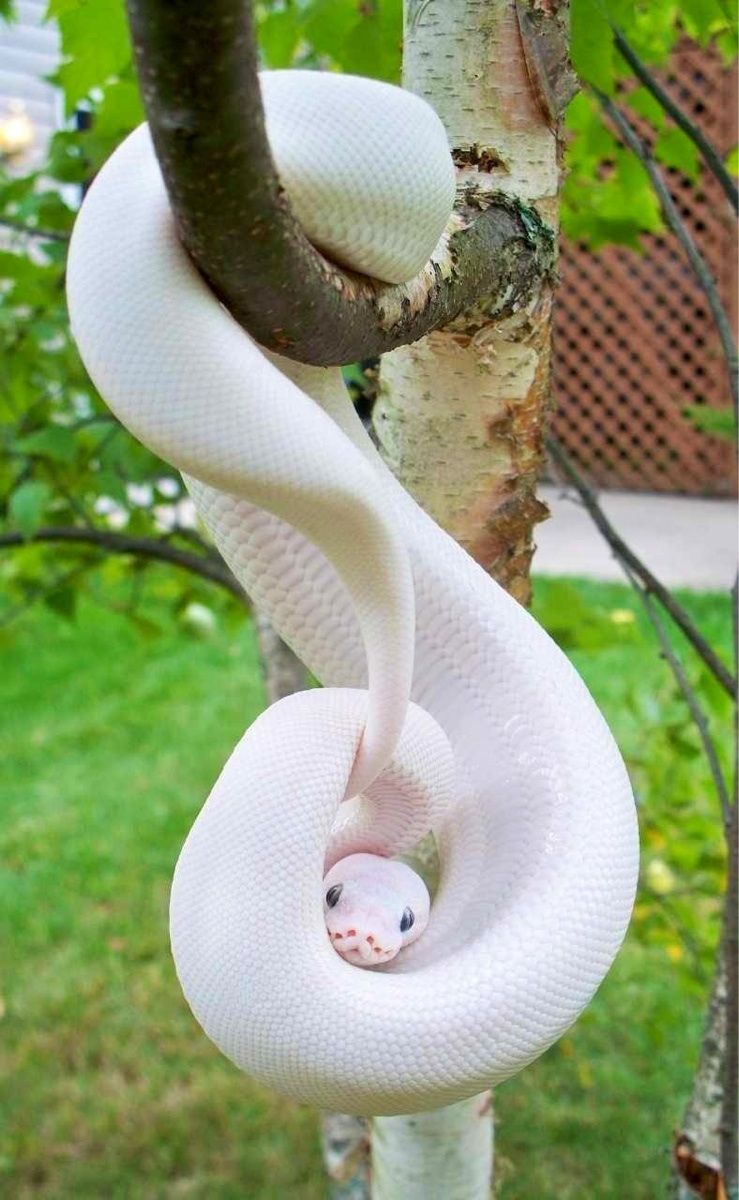 Albino Snakes Wallpapers - Wallpaper Cave