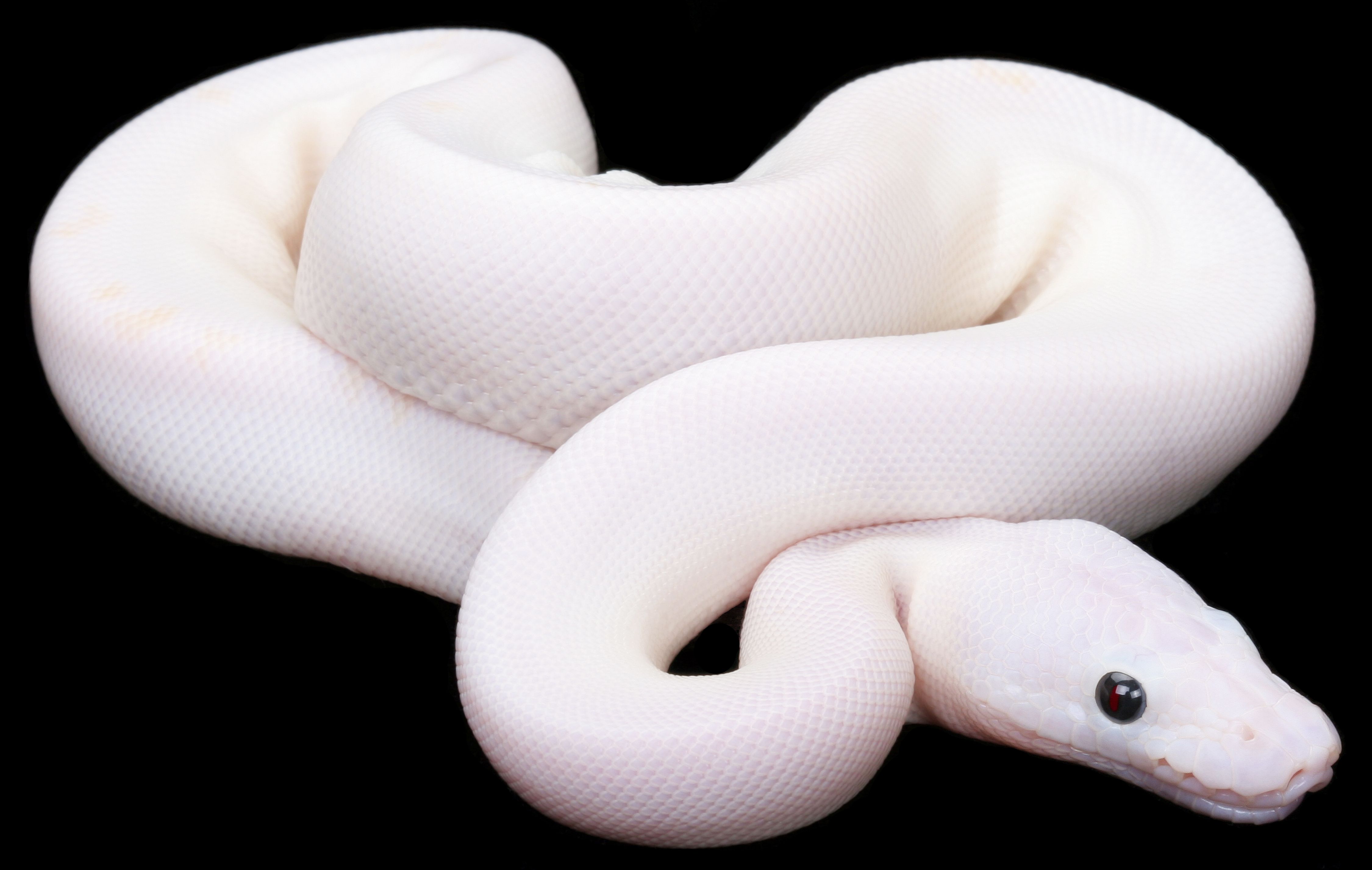 Leucistic ball python. Albino animals .com