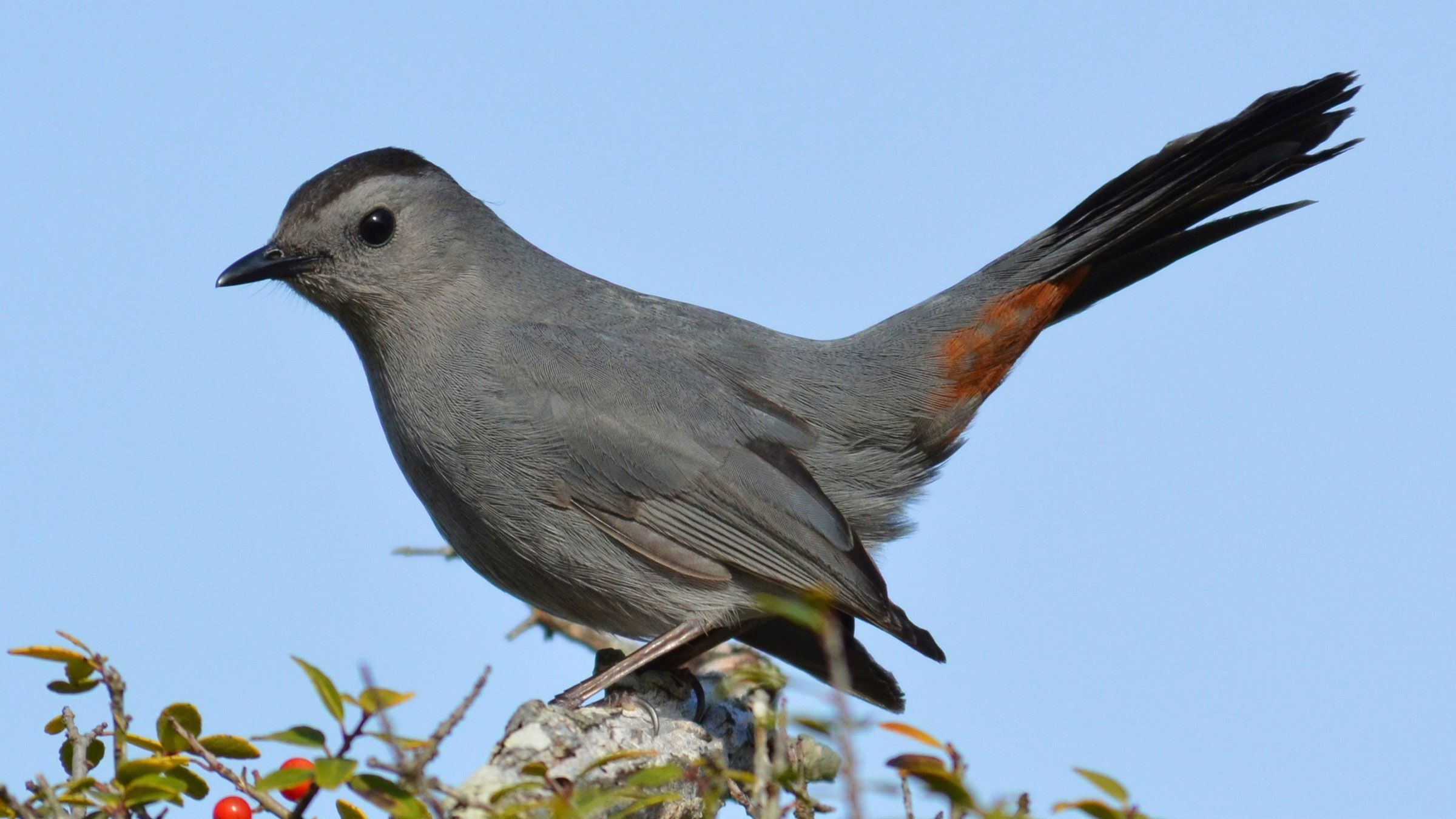 Русско китайский серая птица. Gray Catbird птица. Серая птица. Полевые серые птички. Дикая птица серая с зеленой шеей.