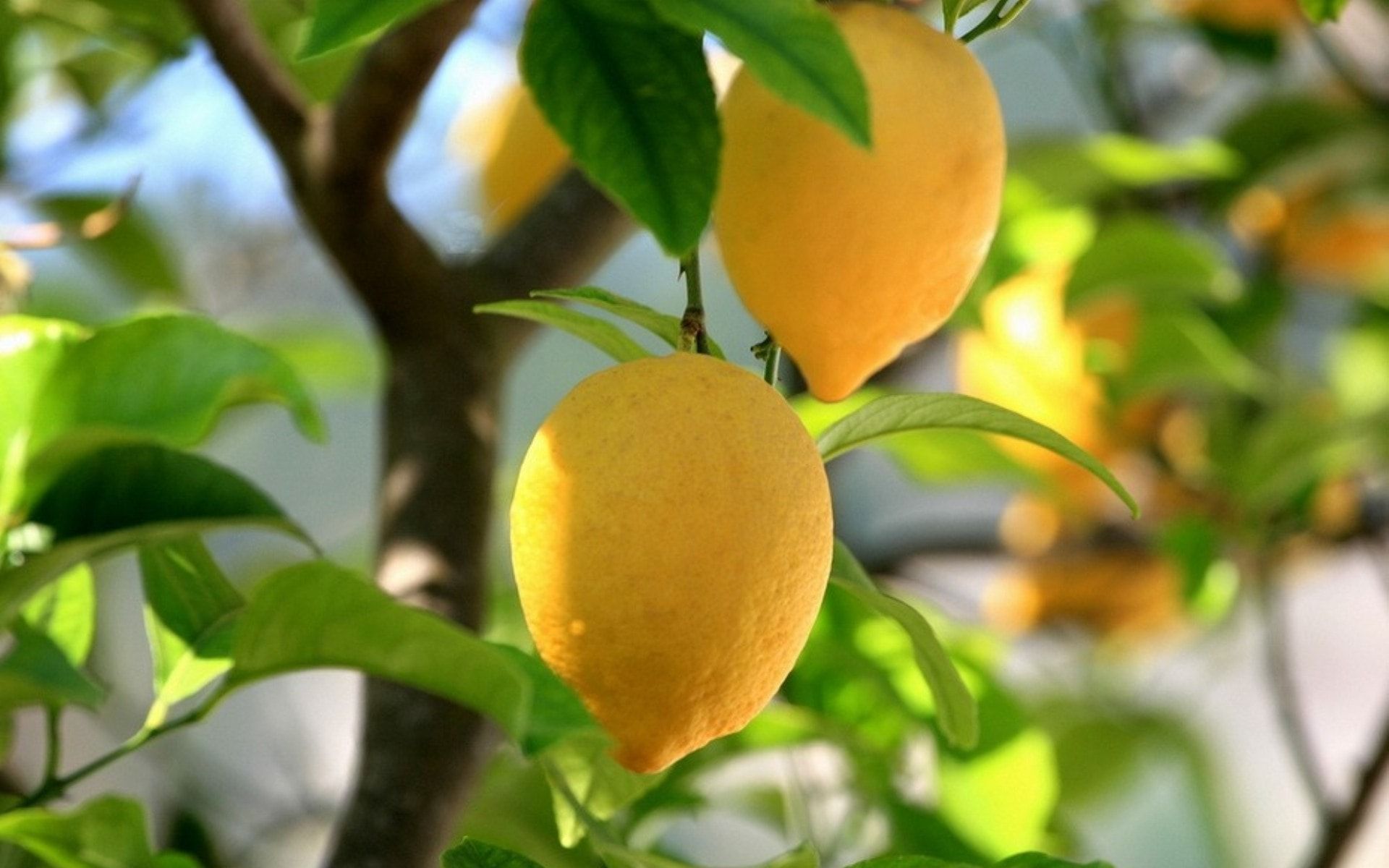 Lemon seeds, Lemon tree from seed .za.com