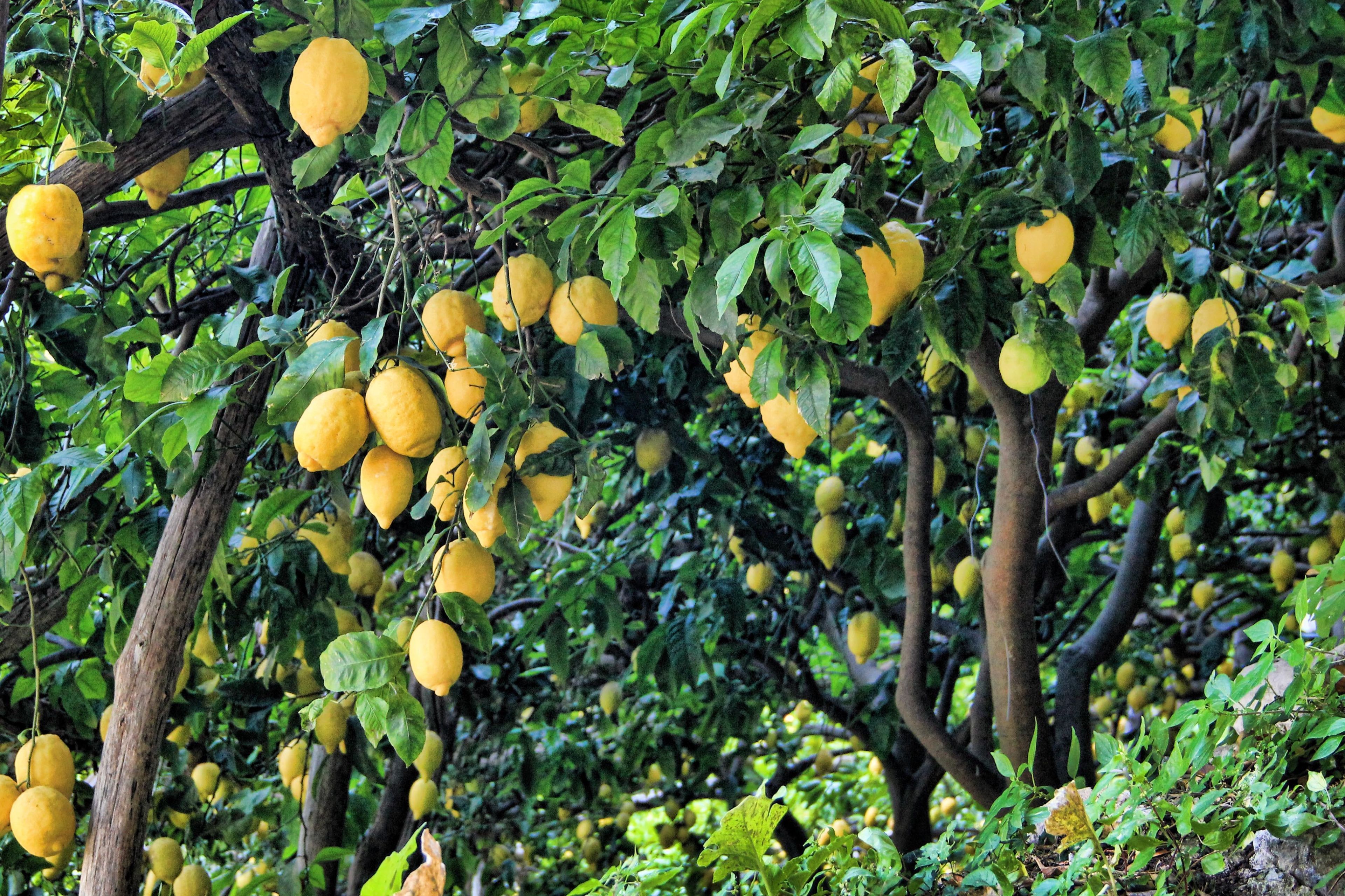 Lovely Lemon Tree Wallpaperloudwallpaper.com