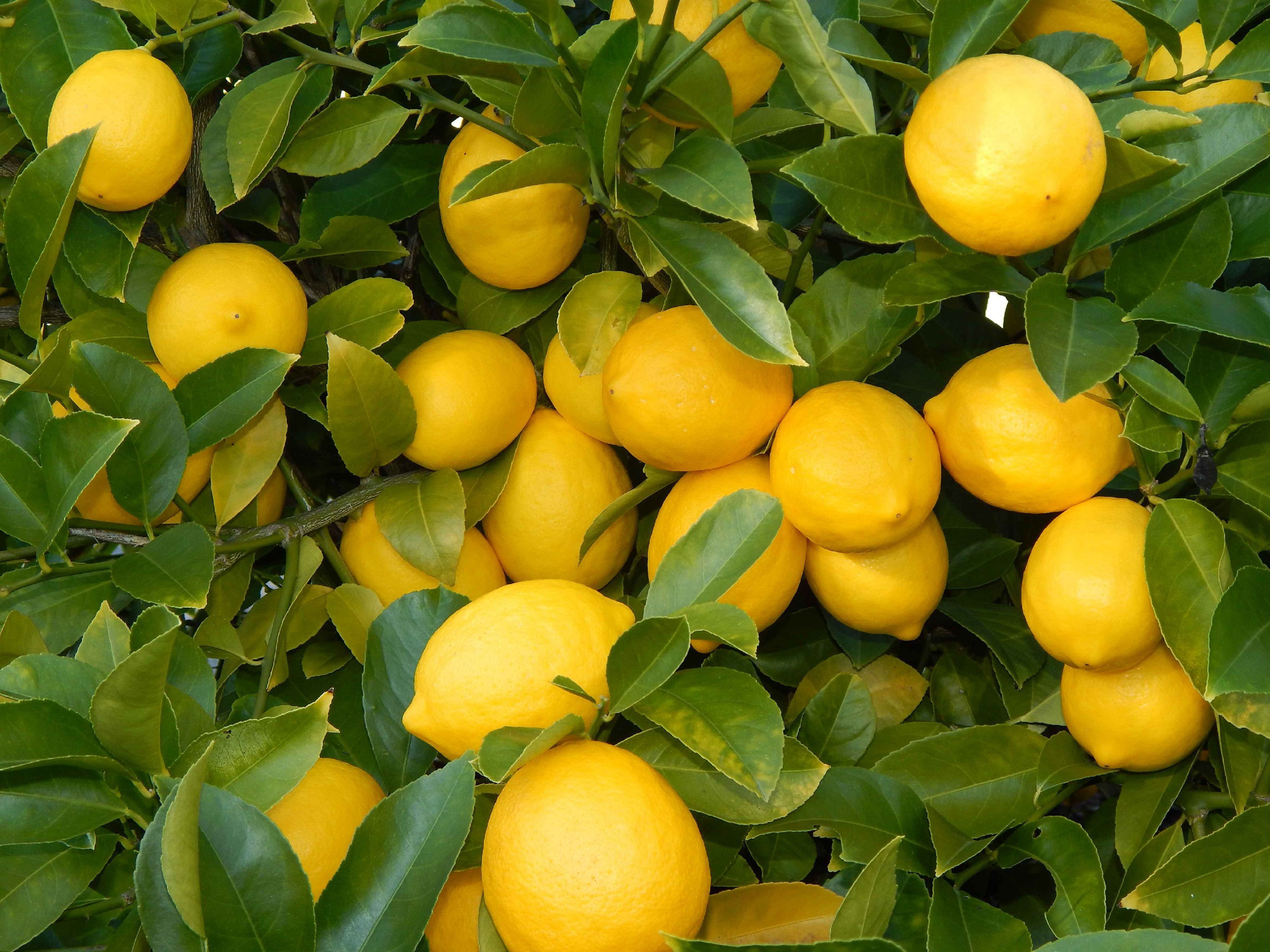 Charleigh lemons
