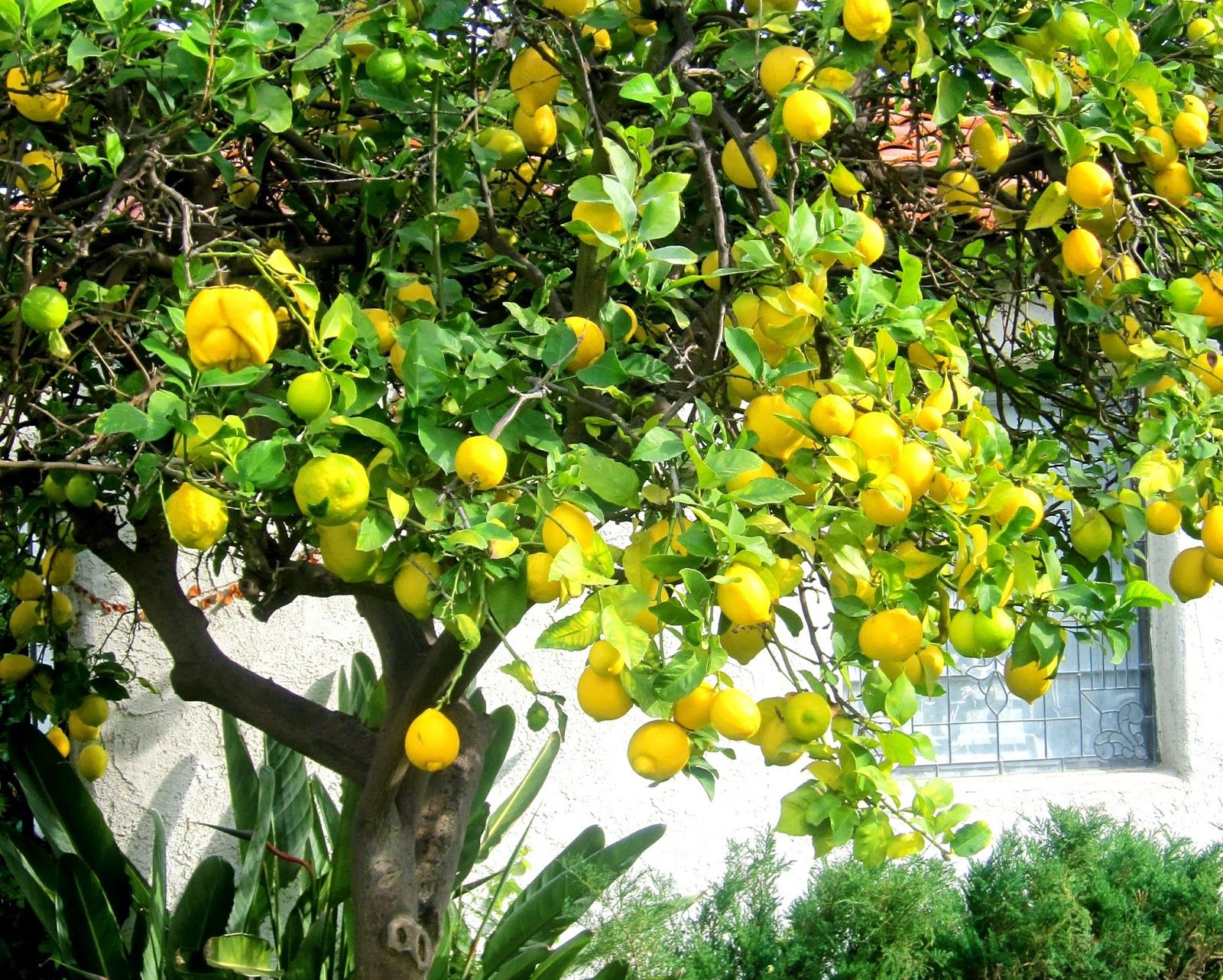 Lemons Tree graphy Plants graphy Citrus Tree HD wallpaper  Pxfuel