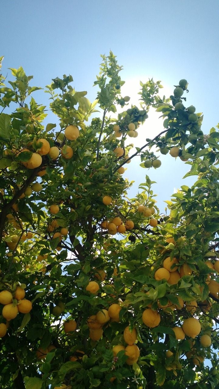 My neighbor's lemon tree looked so .startwerk17.tumblr.com