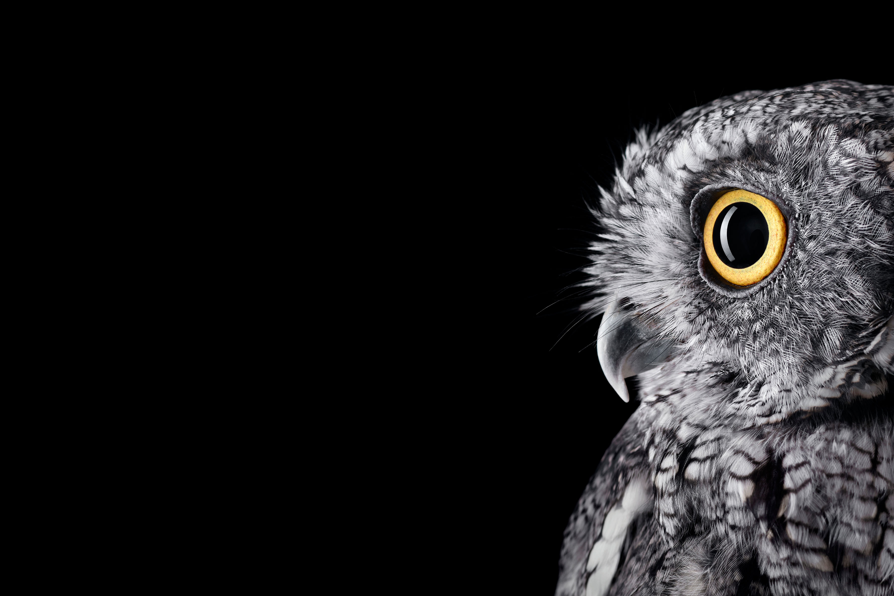 Surface Studio Owl wallpaper .reddit.com