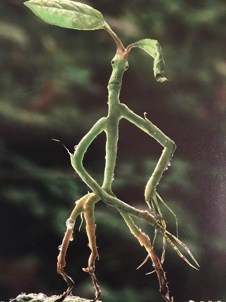 Pickett the Bowtruckle. Harry Potter .com
