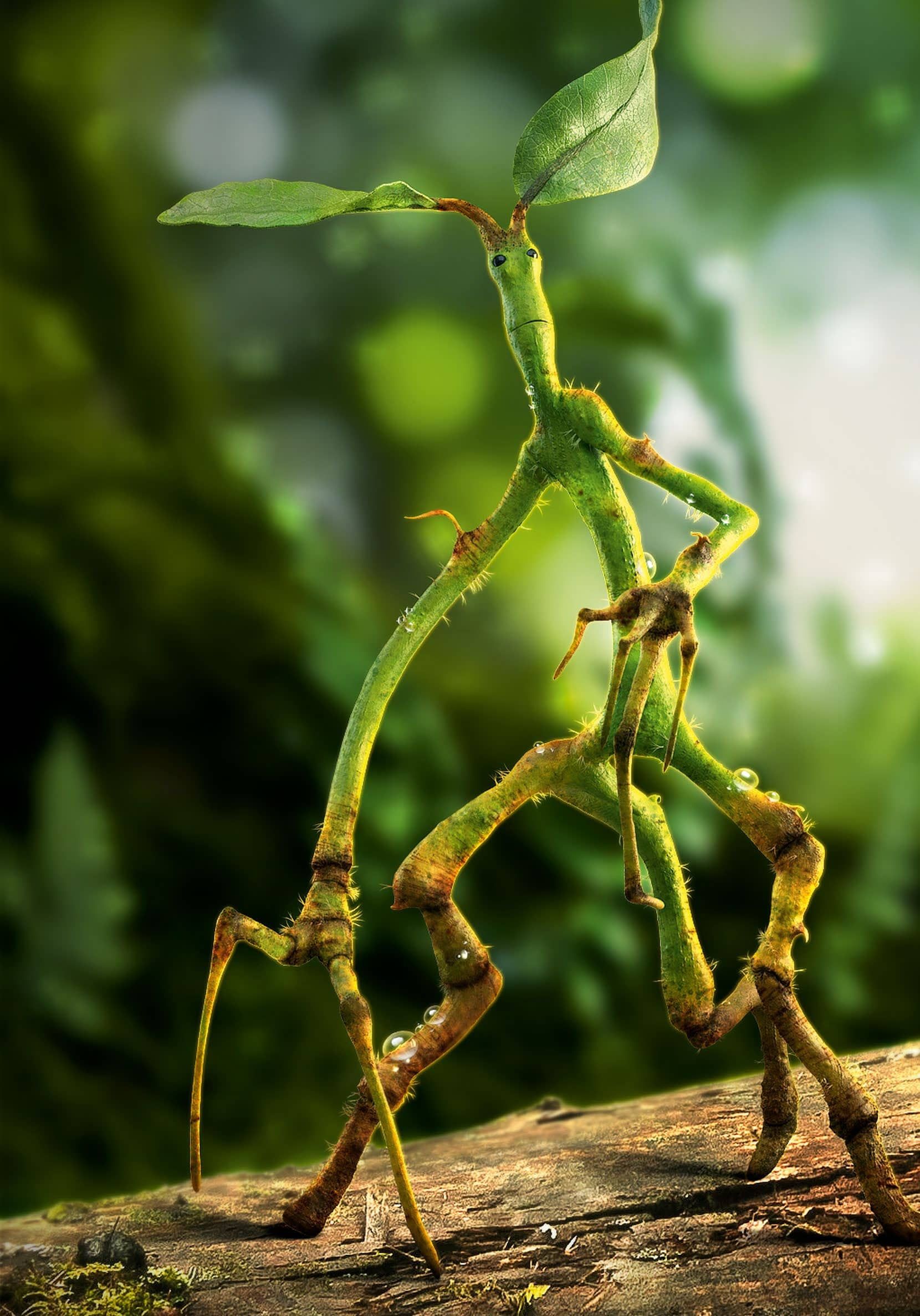 Pic How to Bowtruckle .line.17qq.com
