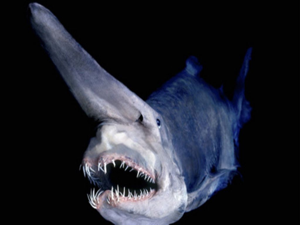 Weird sea creatures, Goblin shark .com