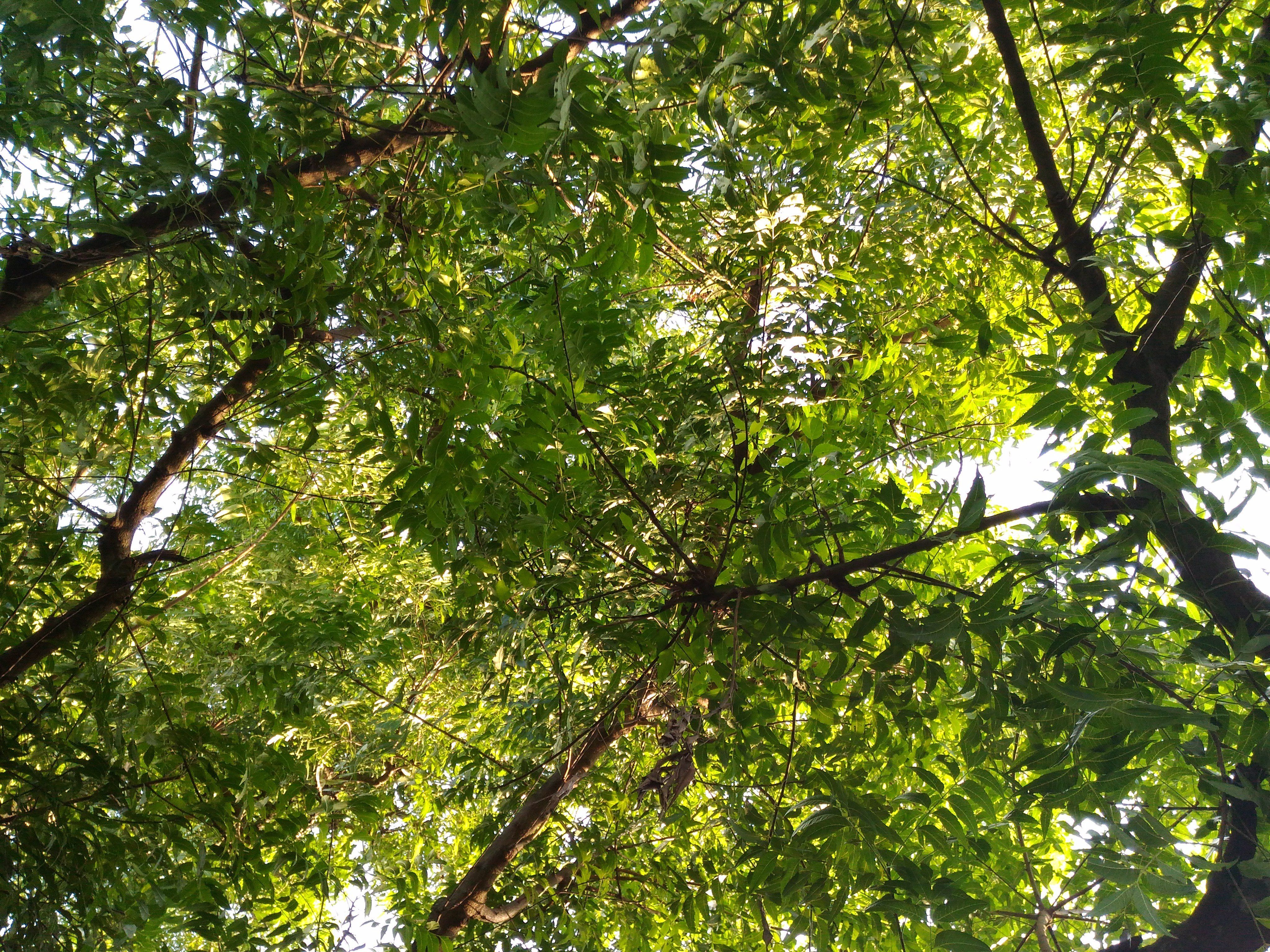 Neem Tree wallpaperx3072 .wallpaperup.com