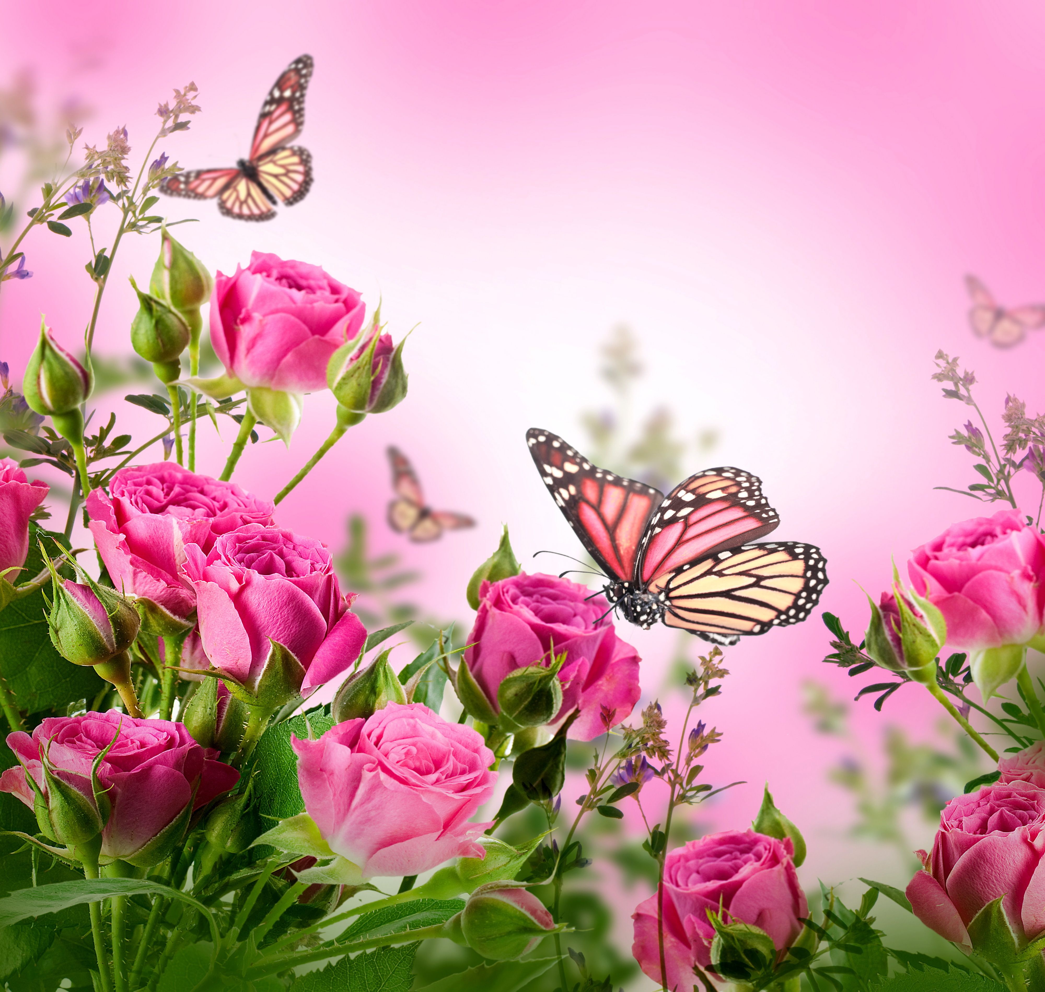 Flower Butterfly Wallpaper .wallpaperafari.com