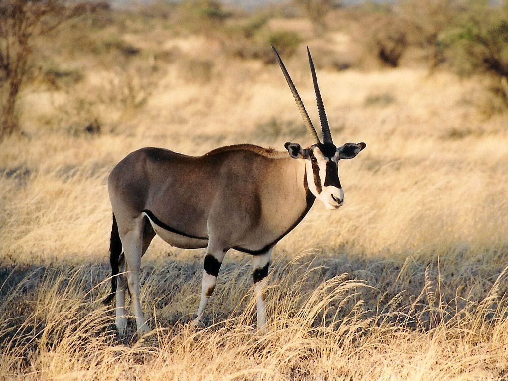 Free Oryx Wallpaper download. Animals .com