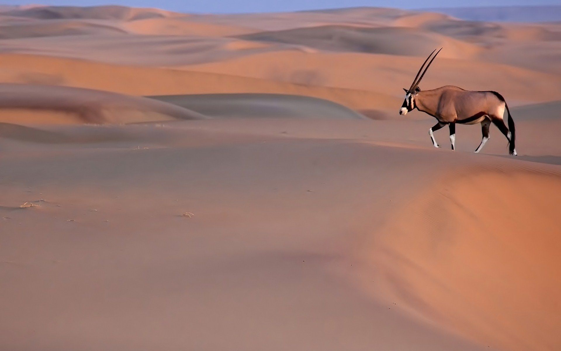 gemsbok, Oryx, Desert, Sand Wallpaper HD / Desktop and Mobile Background