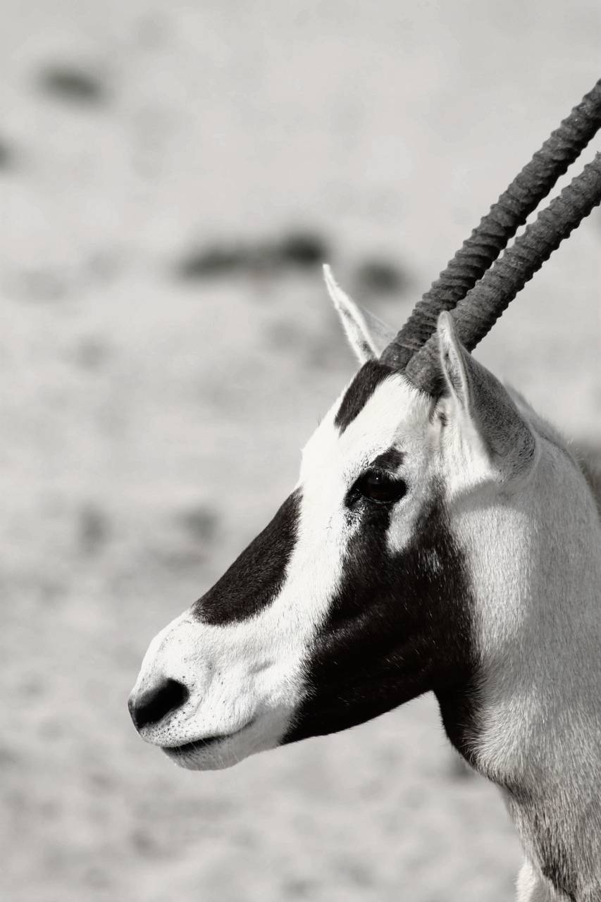 Oryx Wallpapers - Wallpaper Cave