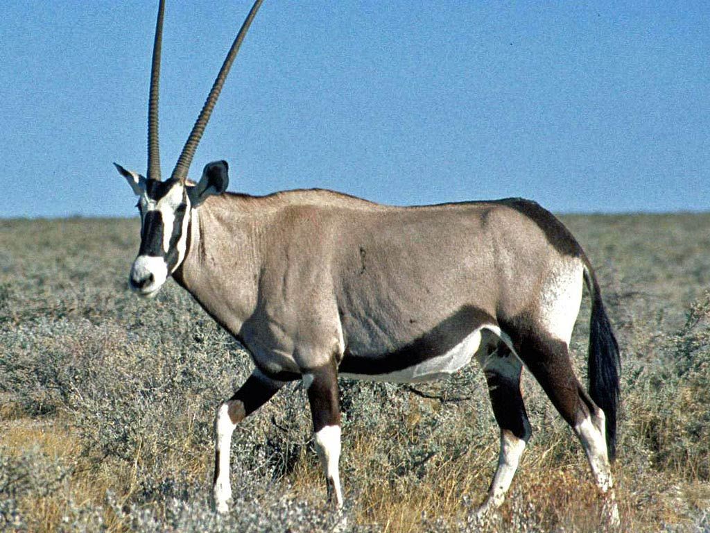 Antelope animal .com