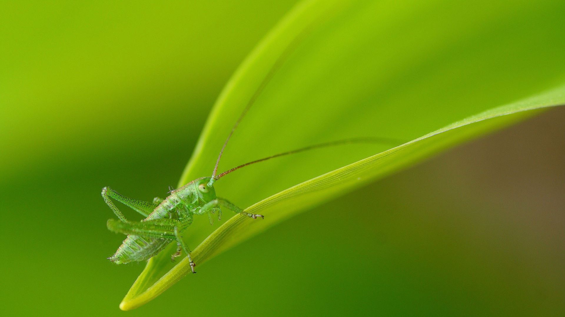 Katydid Wallpapers - Wallpaper Cave