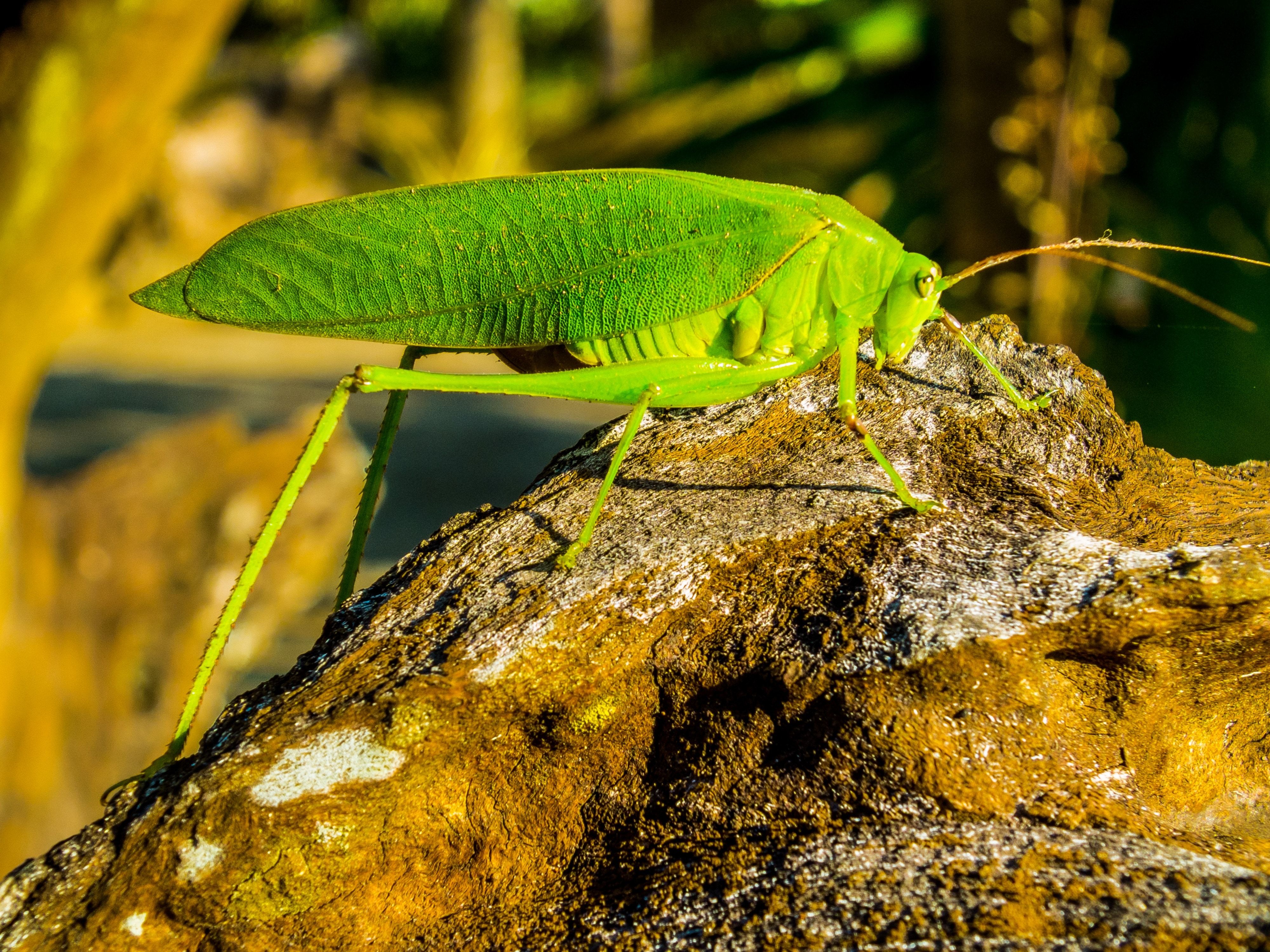 katydid free image