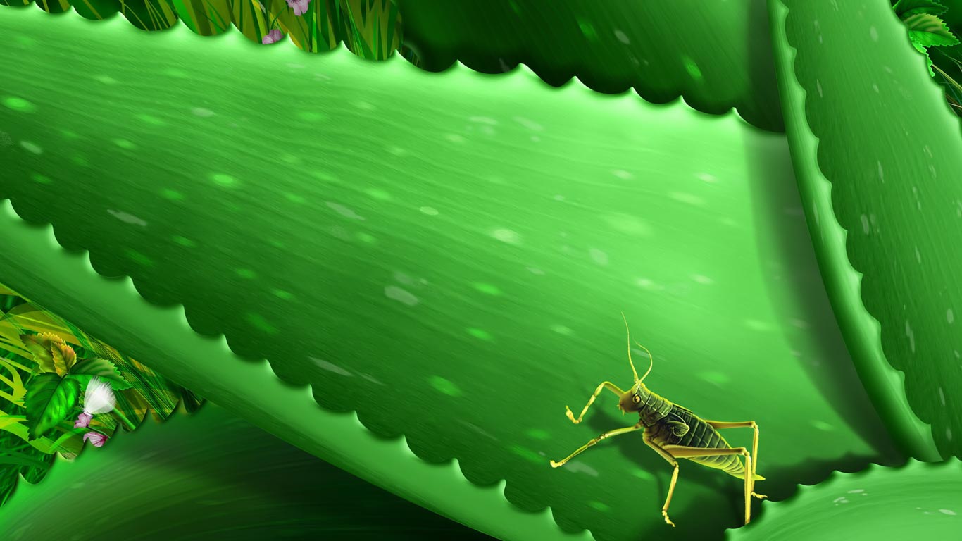 Katydid Wallpapers - Wallpaper Cave