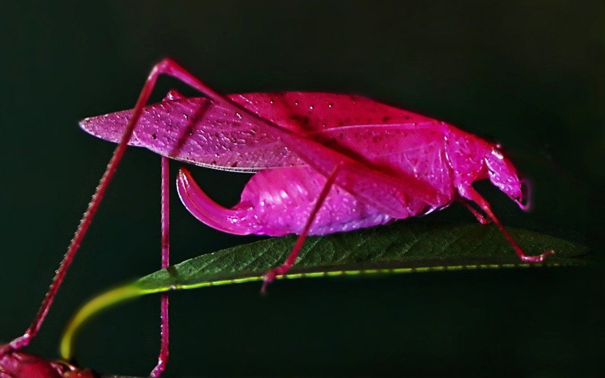 Beautiful bugs .in.com