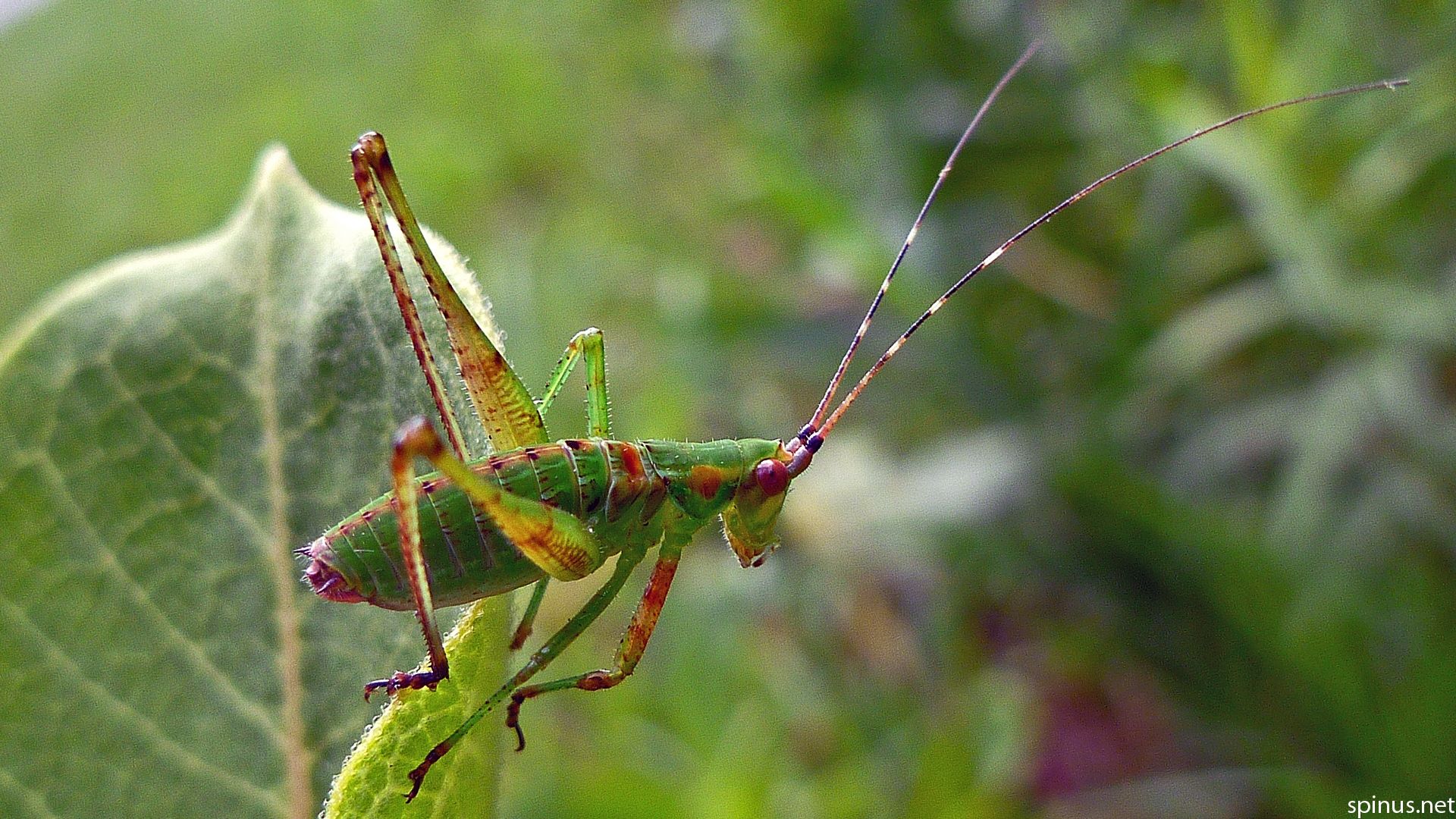 Katydid Wallpapers - Wallpaper Cave