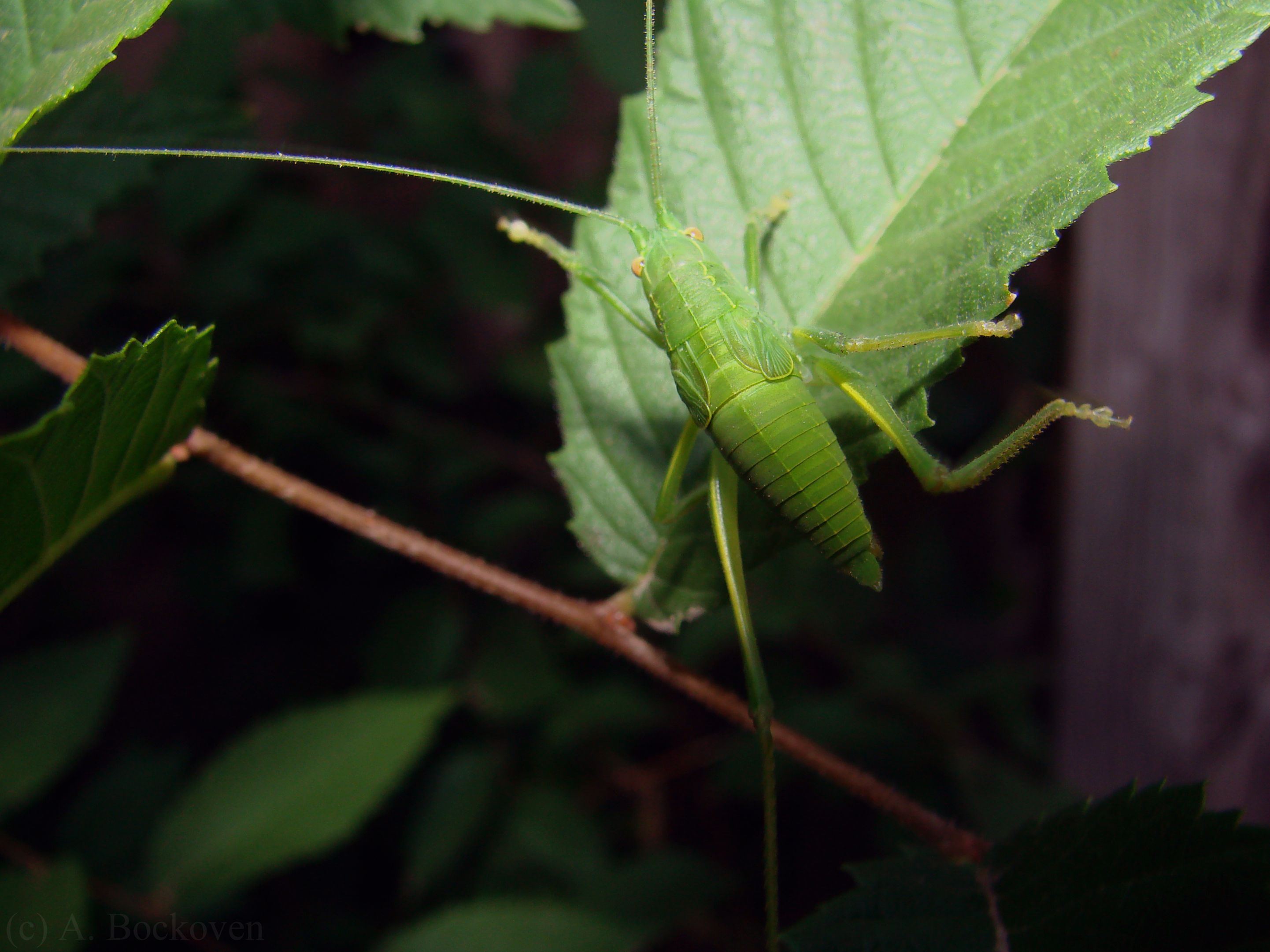 Orthopteralegs2many. legs2many.wordpress.com