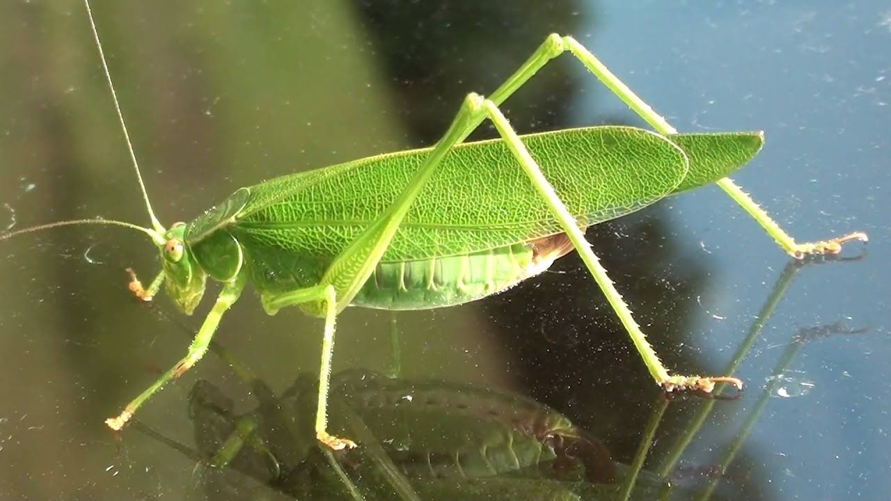 Scudder's bush katydid Scudderia spp .minnesotaseasons.com