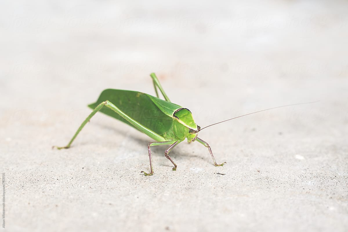 Katydid Wallpapers - Wallpaper Cave