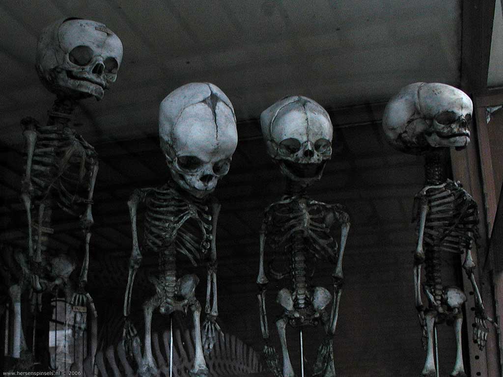 Wallpaper: 'Happy Skeletons' human foetus skeletons (Homo sapiens) on display at the museum of paleontology in Paris, France. They look quite content with their job., Paris, France